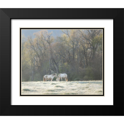 Morning Graze Black Modern Wood Framed Art Print with Double Matting by Head, Danny