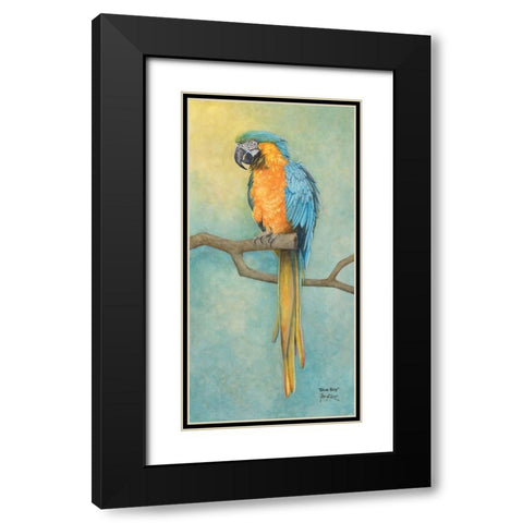 Macaw- Blue Boy Black Modern Wood Framed Art Print with Double Matting by Rizzo, Gene