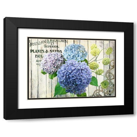 Farm Seed Hydrangeas Black Modern Wood Framed Art Print with Double Matting by Art Licensing Studio
