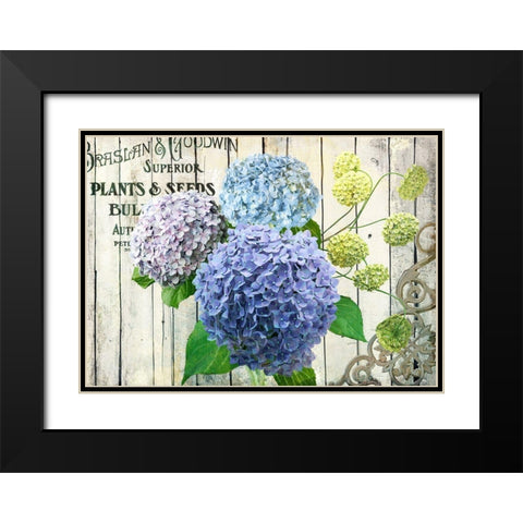 Farm Seed Hydrangeas Black Modern Wood Framed Art Print with Double Matting by Art Licensing Studio