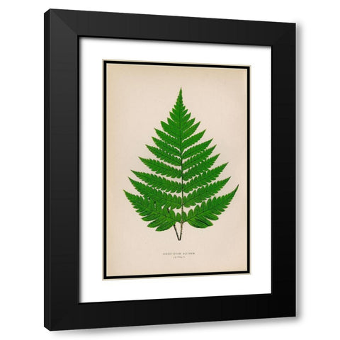 Acrostichum Alienum Black Modern Wood Framed Art Print with Double Matting by Art Licensing Studio