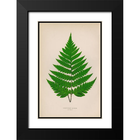 Acrostichum Alienum Black Modern Wood Framed Art Print with Double Matting by Art Licensing Studio