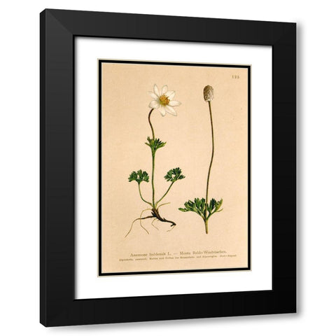 Anemone Baldensis Black Modern Wood Framed Art Print with Double Matting by Art Licensing Studio