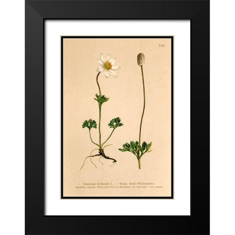 Anemone Baldensis Black Modern Wood Framed Art Print with Double Matting by Art Licensing Studio