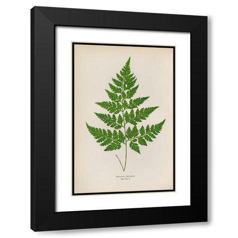 Davallia Pyxidata Black Modern Wood Framed Art Print with Double Matting by Art Licensing Studio