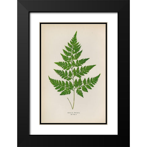 Davallia Pyxidata Black Modern Wood Framed Art Print with Double Matting by Art Licensing Studio