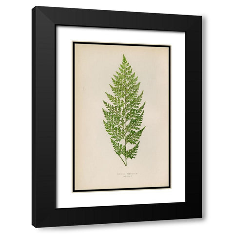 Davallia Tenuifolia Black Modern Wood Framed Art Print with Double Matting by Art Licensing Studio