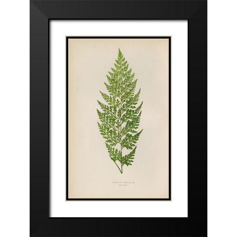 Davallia Tenuifolia Black Modern Wood Framed Art Print with Double Matting by Art Licensing Studio
