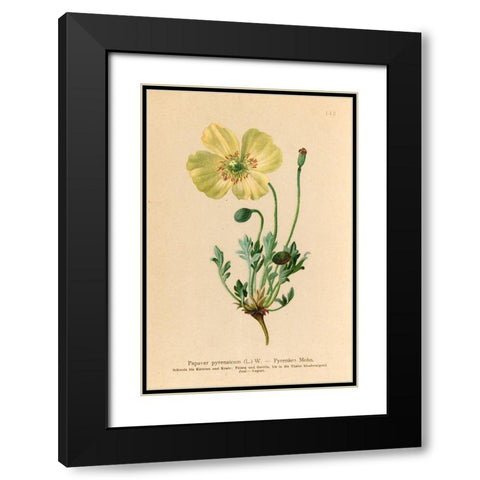 Papaver Pyrenaicum Black Modern Wood Framed Art Print with Double Matting by Art Licensing Studio