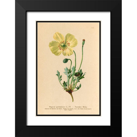 Papaver Pyrenaicum Black Modern Wood Framed Art Print with Double Matting by Art Licensing Studio