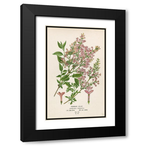 Persian Lilac Black Modern Wood Framed Art Print with Double Matting by Art Licensing Studio