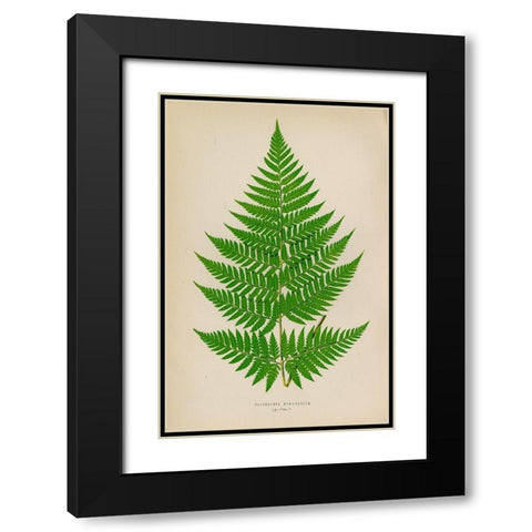 Polybotrya Osmundacea Black Modern Wood Framed Art Print with Double Matting by Art Licensing Studio