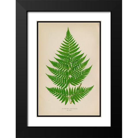 Polybotrya Osmundacea Black Modern Wood Framed Art Print with Double Matting by Art Licensing Studio