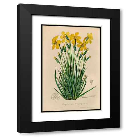 Sisyrinchium Longistylum Black Modern Wood Framed Art Print with Double Matting by Art Licensing Studio