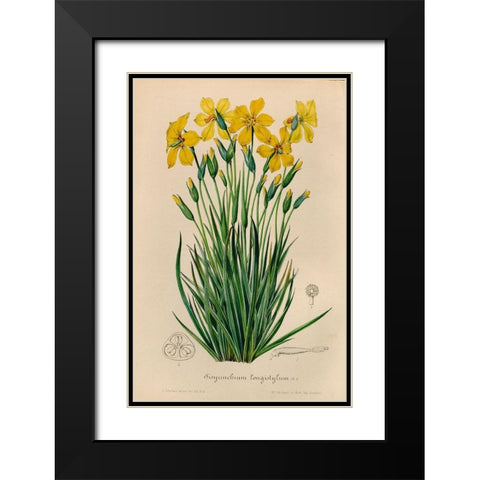 Sisyrinchium Longistylum Black Modern Wood Framed Art Print with Double Matting by Art Licensing Studio