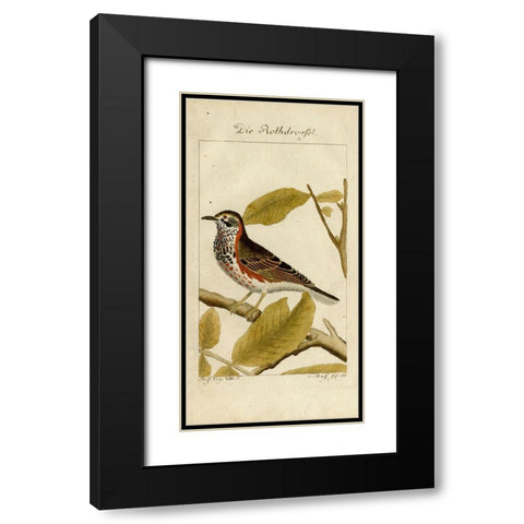 Die Rothdrosfel Black Modern Wood Framed Art Print with Double Matting by Art Licensing Studio