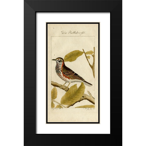 Die Rothdrosfel Black Modern Wood Framed Art Print with Double Matting by Art Licensing Studio