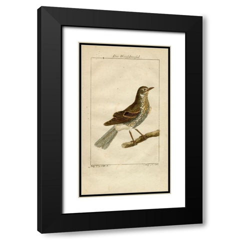 Die Weisfdrosfel Black Modern Wood Framed Art Print with Double Matting by Art Licensing Studio