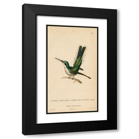 Oiseau-Mouche A Oreilles DAzur Black Modern Wood Framed Art Print with Double Matting by Art Licensing Studio