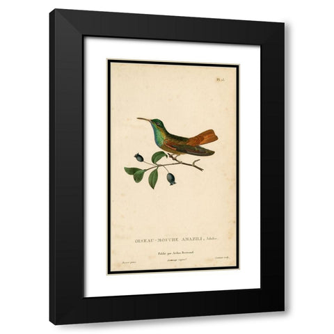 Oiseau-Mouche Amazili Black Modern Wood Framed Art Print with Double Matting by Art Licensing Studio