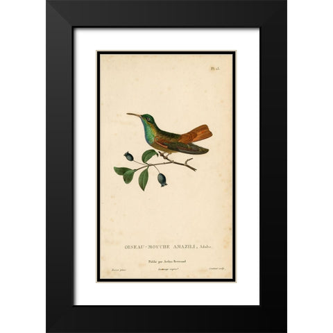 Oiseau-Mouche Amazili Black Modern Wood Framed Art Print with Double Matting by Art Licensing Studio