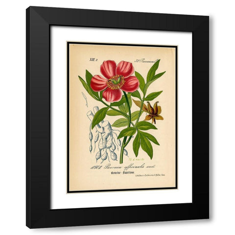 Paeonia Officinalis Black Modern Wood Framed Art Print with Double Matting by Art Licensing Studio