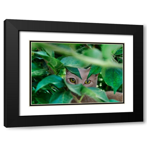 Abandoned Cat - 3 Black Modern Wood Framed Art Print with Double Matting by Heine, Ben