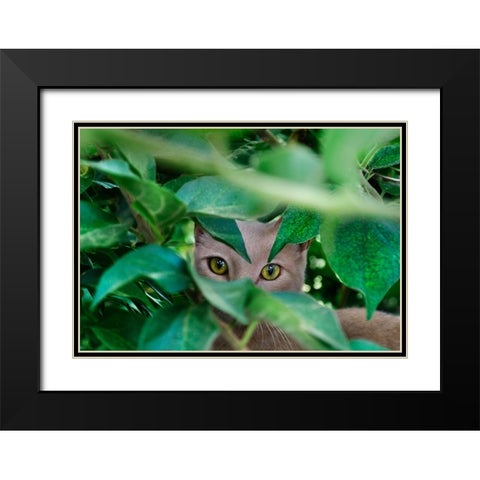 Abandoned Cat - 3 Black Modern Wood Framed Art Print with Double Matting by Heine, Ben