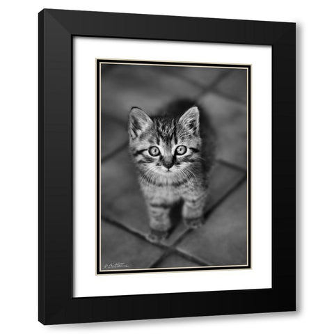 Cute Kitty Black Modern Wood Framed Art Print with Double Matting by Heine, Ben