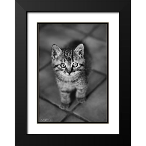 Cute Kitty Black Modern Wood Framed Art Print with Double Matting by Heine, Ben