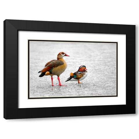 It is Freezing Black Modern Wood Framed Art Print with Double Matting by Heine, Ben