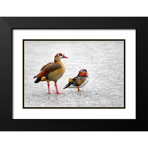 It is Freezing Black Modern Wood Framed Art Print with Double Matting by Heine, Ben