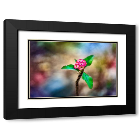 Fragile - Thailand - 391 Black Modern Wood Framed Art Print with Double Matting by Heine, Ben