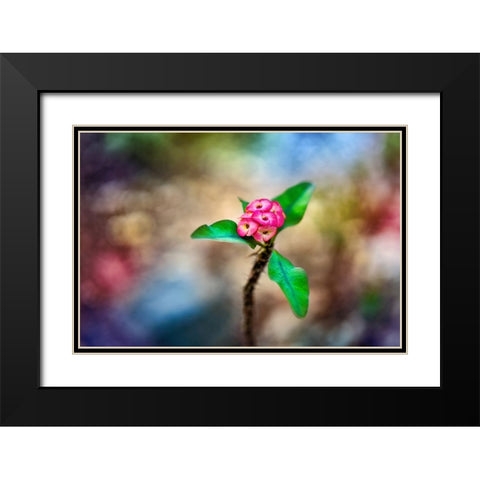Fragile - Thailand - 391 Black Modern Wood Framed Art Print with Double Matting by Heine, Ben