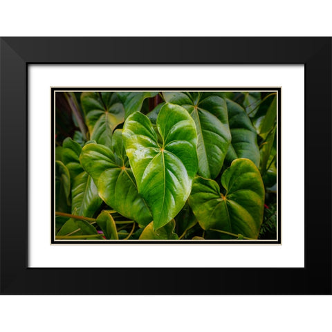 Goma 1 Black Modern Wood Framed Art Print with Double Matting by Heine, Ben