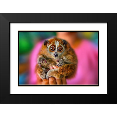 Slow Loris 2 - Thailand - 92 Black Modern Wood Framed Art Print with Double Matting by Heine, Ben