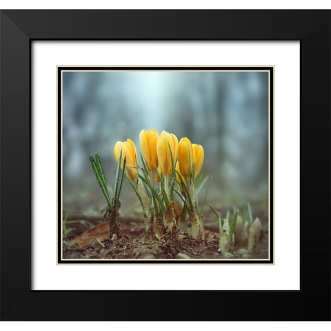 Crocuses Black Modern Wood Framed Art Print with Double Matting by Heine, Ben
