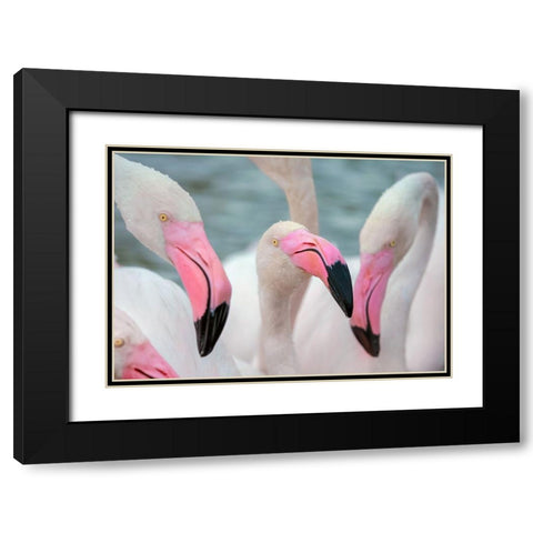 IMG_8878 copy Black Modern Wood Framed Art Print with Double Matting by Heine, Ben