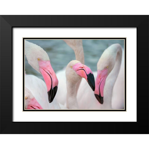 IMG_8878 copy Black Modern Wood Framed Art Print with Double Matting by Heine, Ben