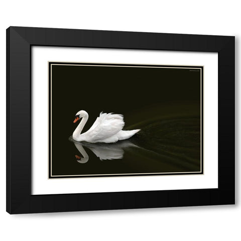 Swan 2 Black Modern Wood Framed Art Print with Double Matting by Heine, Ben