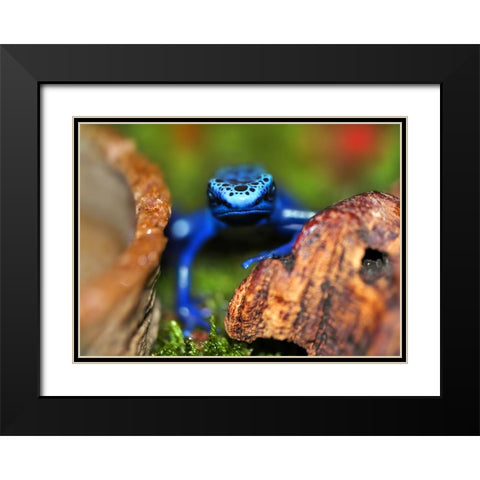 Whats Up Black Modern Wood Framed Art Print with Double Matting by Heine, Ben