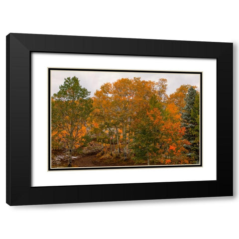 A Splash Of Color 2 Black Modern Wood Framed Art Print with Double Matting by Sherrell, Bill