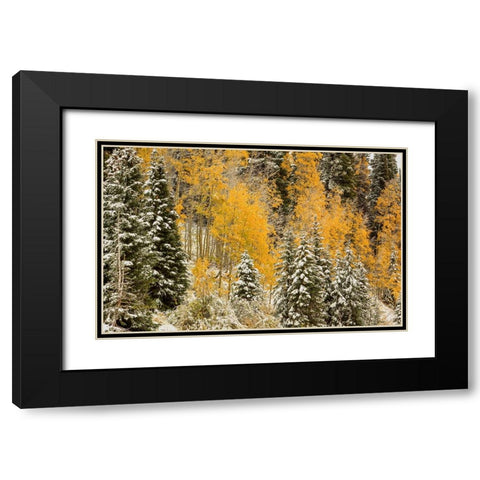 Autumn Wonderland At Rabbit Ears Pass Black Modern Wood Framed Art Print with Double Matting by Sherrell, Bill