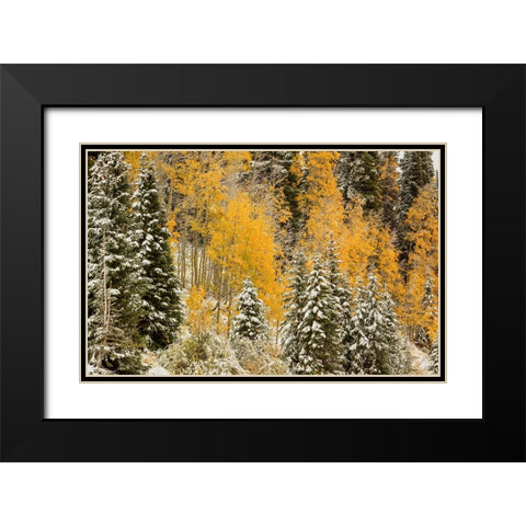 Autumn Wonderland At Rabbit Ears Pass Black Modern Wood Framed Art Print with Double Matting by Sherrell, Bill