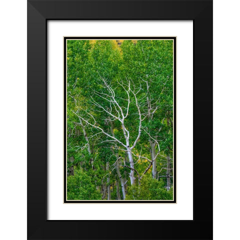 Branching Out Black Modern Wood Framed Art Print with Double Matting by Sherrell, Bill