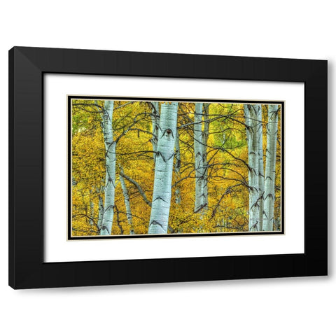 Chaotic Beauty Black Modern Wood Framed Art Print with Double Matting by Sherrell, Bill