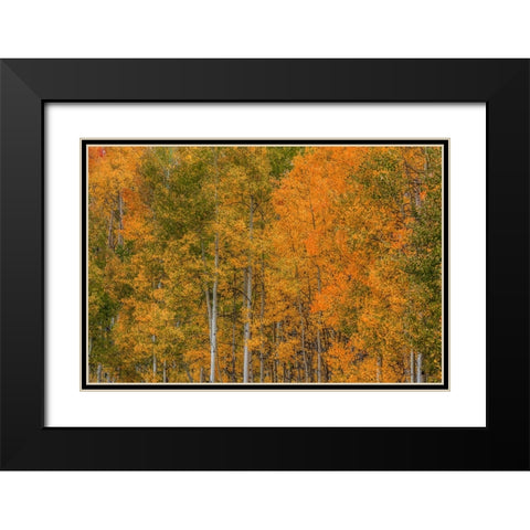 Color Transformation Black Modern Wood Framed Art Print with Double Matting by Sherrell, Bill