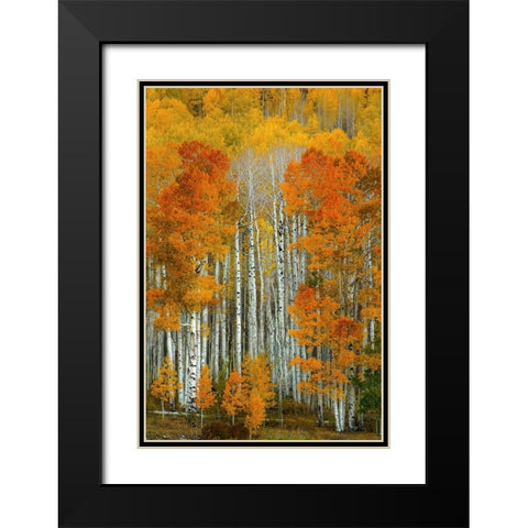 Dalmatian Autumn Black Modern Wood Framed Art Print with Double Matting by Sherrell, Bill
