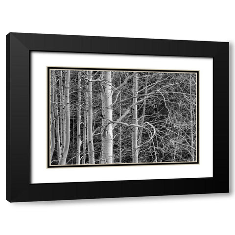 Dont Tangle With Me Black Modern Wood Framed Art Print with Double Matting by Sherrell, Bill