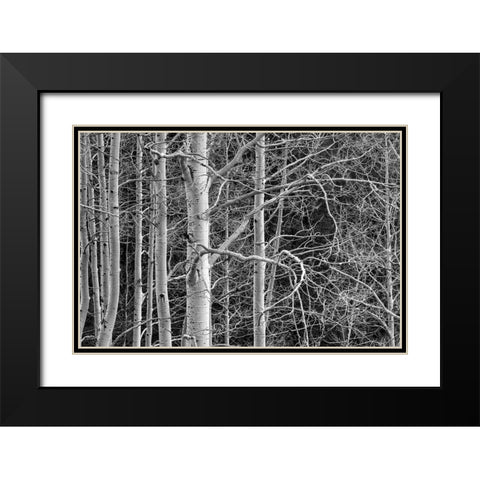 Dont Tangle With Me Black Modern Wood Framed Art Print with Double Matting by Sherrell, Bill